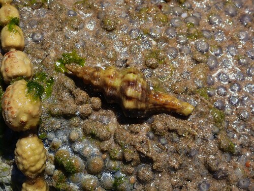 Fusinus nicobaricus observed 2025-11-06