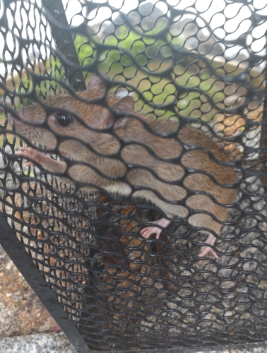 トウヨウイエネズミ