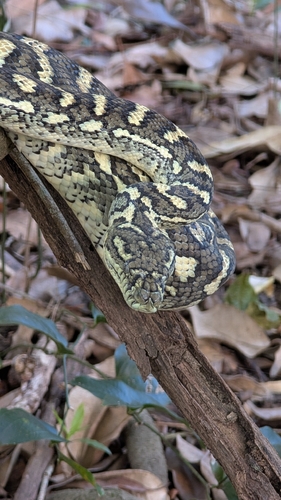 Coastal Carpet Python sighting