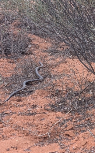 Mulga Snake sighting