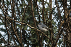 Polioptila caerulea