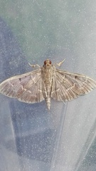 Pilocrocis ramentalis