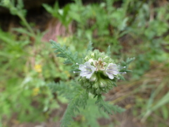 Phacelia alba
