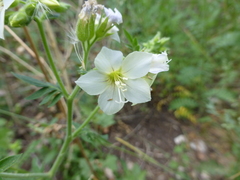 Polemonium foliosissimum
