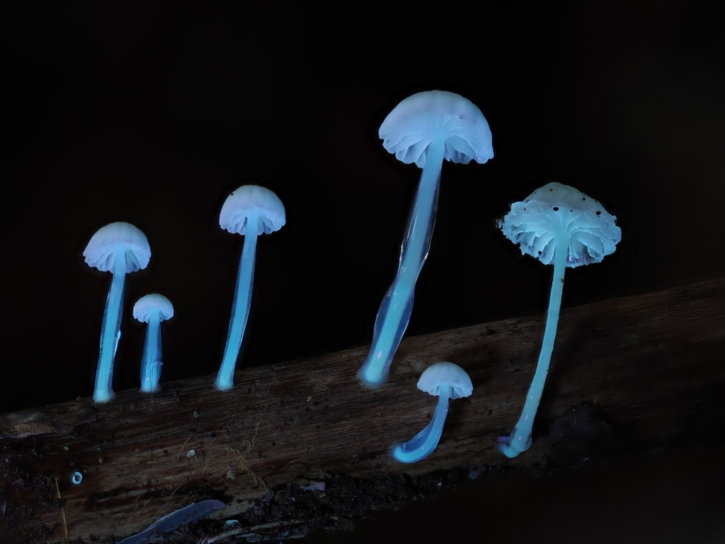 Roridomyces roridus · November 2025 · photo: © alan_rockefeller (iNaturalist, cc-by-sa)