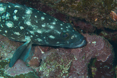 Epinephelus coeruleopunctatus