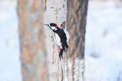 Dendrocopos leucopterus