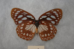 Charaxes eurinome birbirica