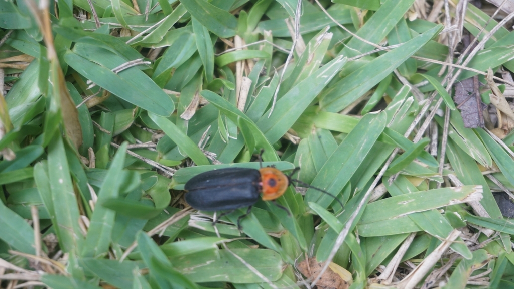 Photinus angieae