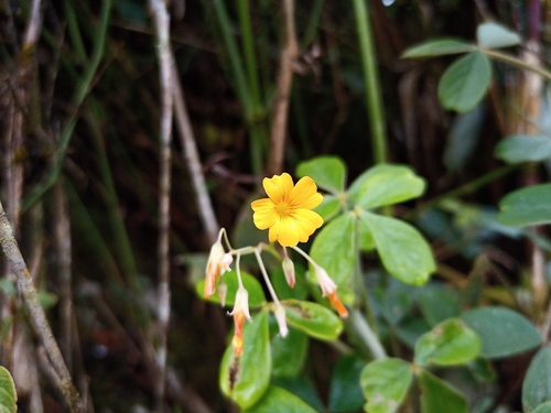 Spiral Sorrel (Oxalis spiralis)