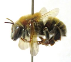 Melipona beecheii