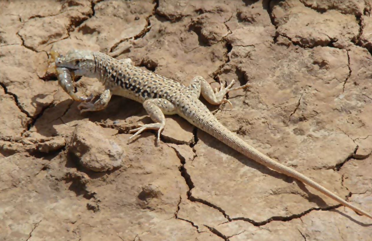Fahimi's Racerunner photo 4