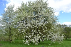 Pyrus communis pyraster