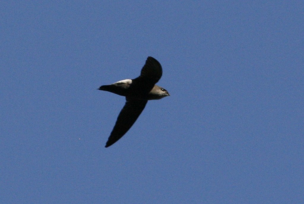 Costa Rican Swift photo