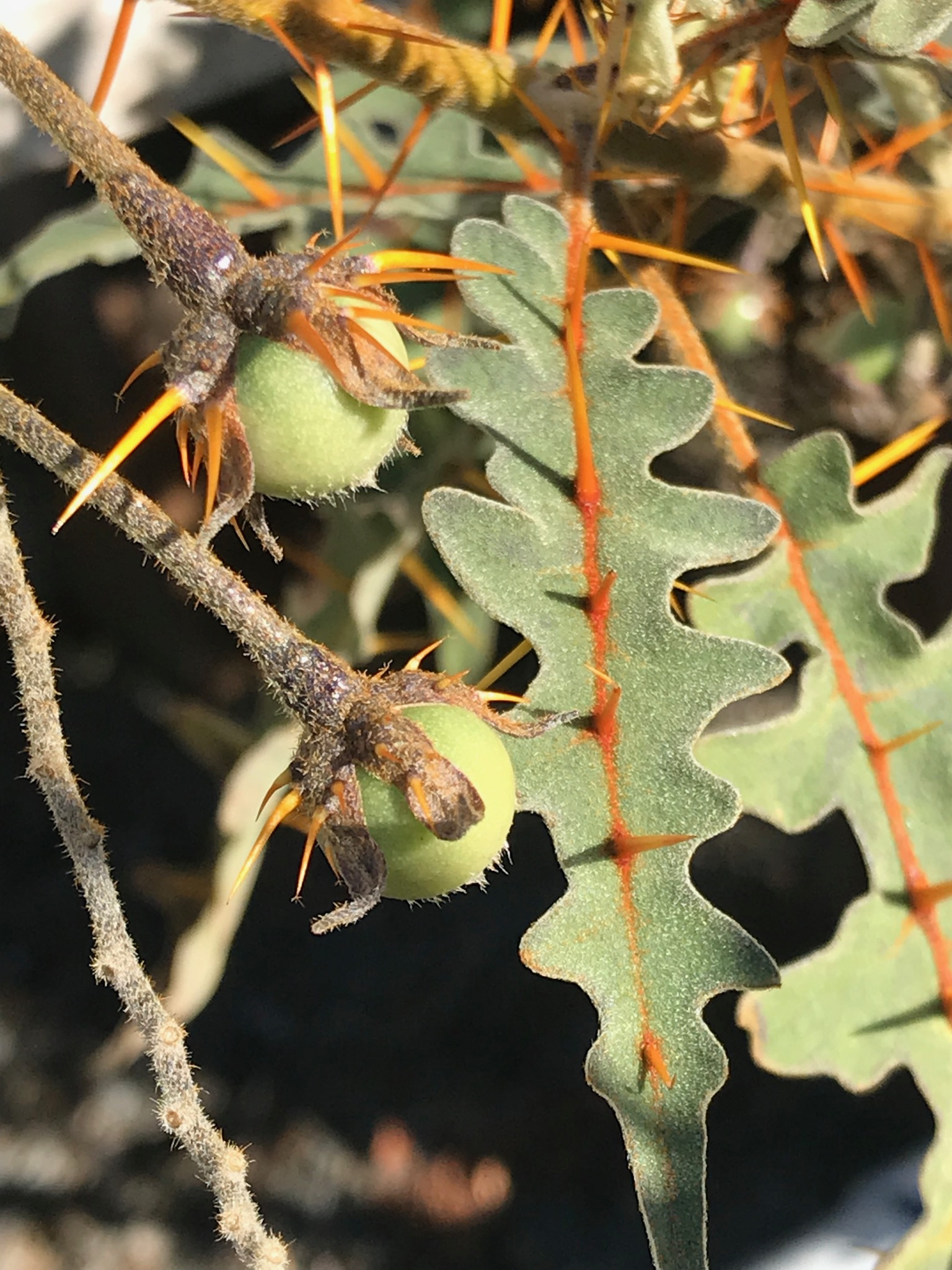 Solanum pyracanthos