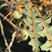 Porcupine Tomato - Photo (c) joescience1, some rights reserved (CC BY-NC)