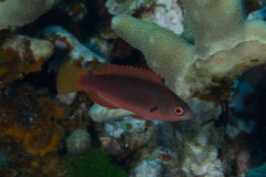 Cirrhilabrus punctatus