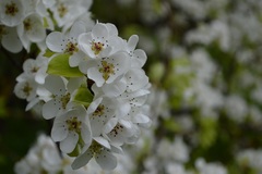 Pyrus communis pyraster