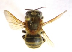 Melipona beecheii