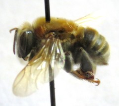 Melipona beecheii