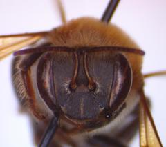 Melipona beecheii