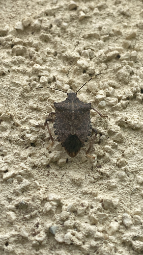 Halyomorpha halys