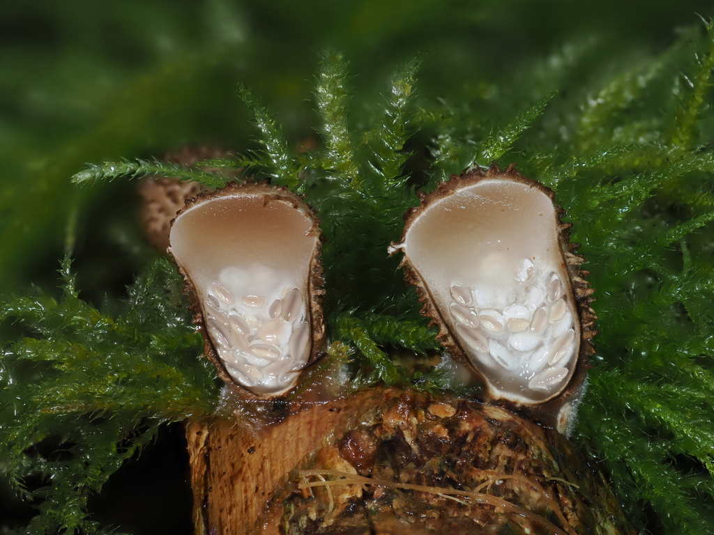 Nidula candida · November 2025 · photo: © alan_rockefeller (iNaturalist, cc-by-sa)