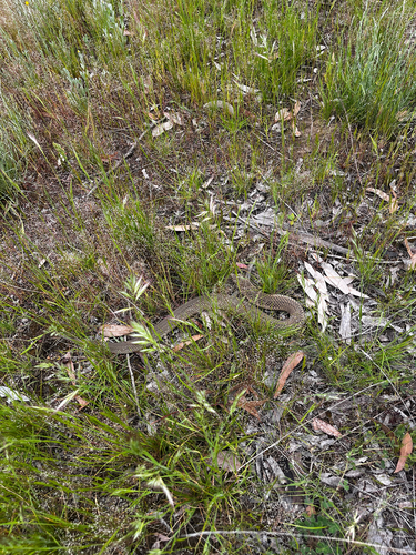 Lowlands Copperhead sighting