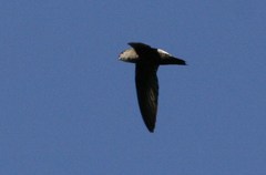 Chaetura fumosa