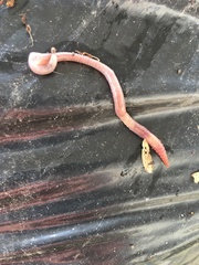 Lumbricus rubellus