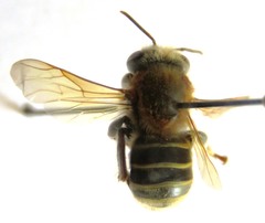 Melipona beecheii