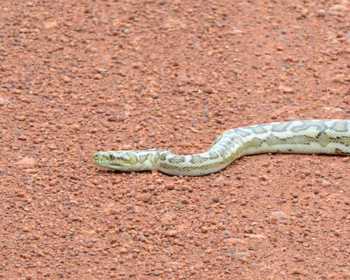 Southwestern Carpet Python sighting