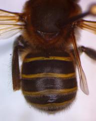 Melipona beecheii