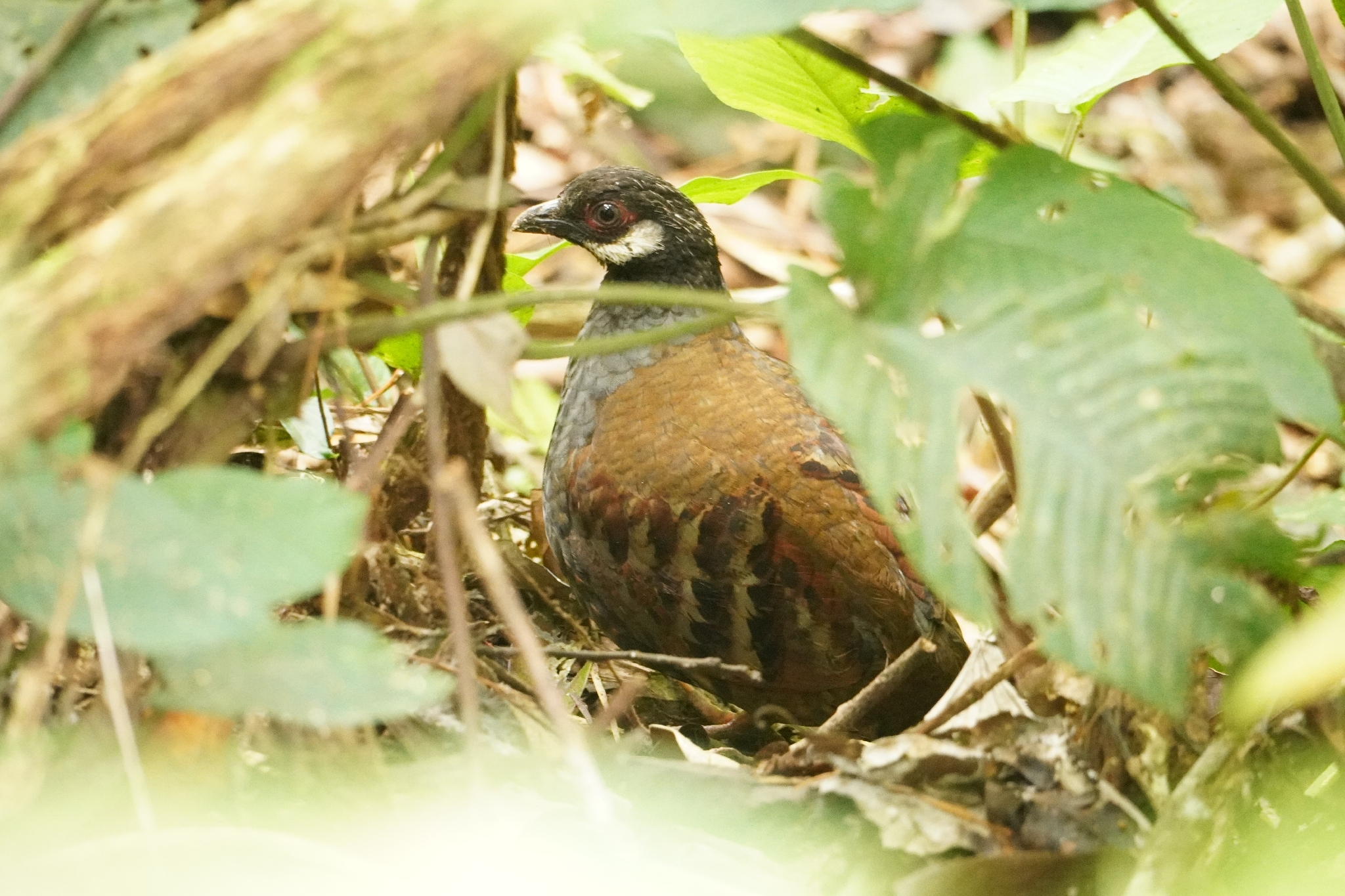 Malayan Partridge (Arborophila campbelli), photo 3