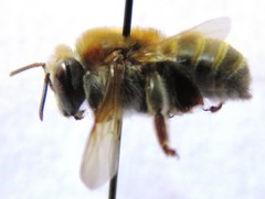 Melipona beecheii