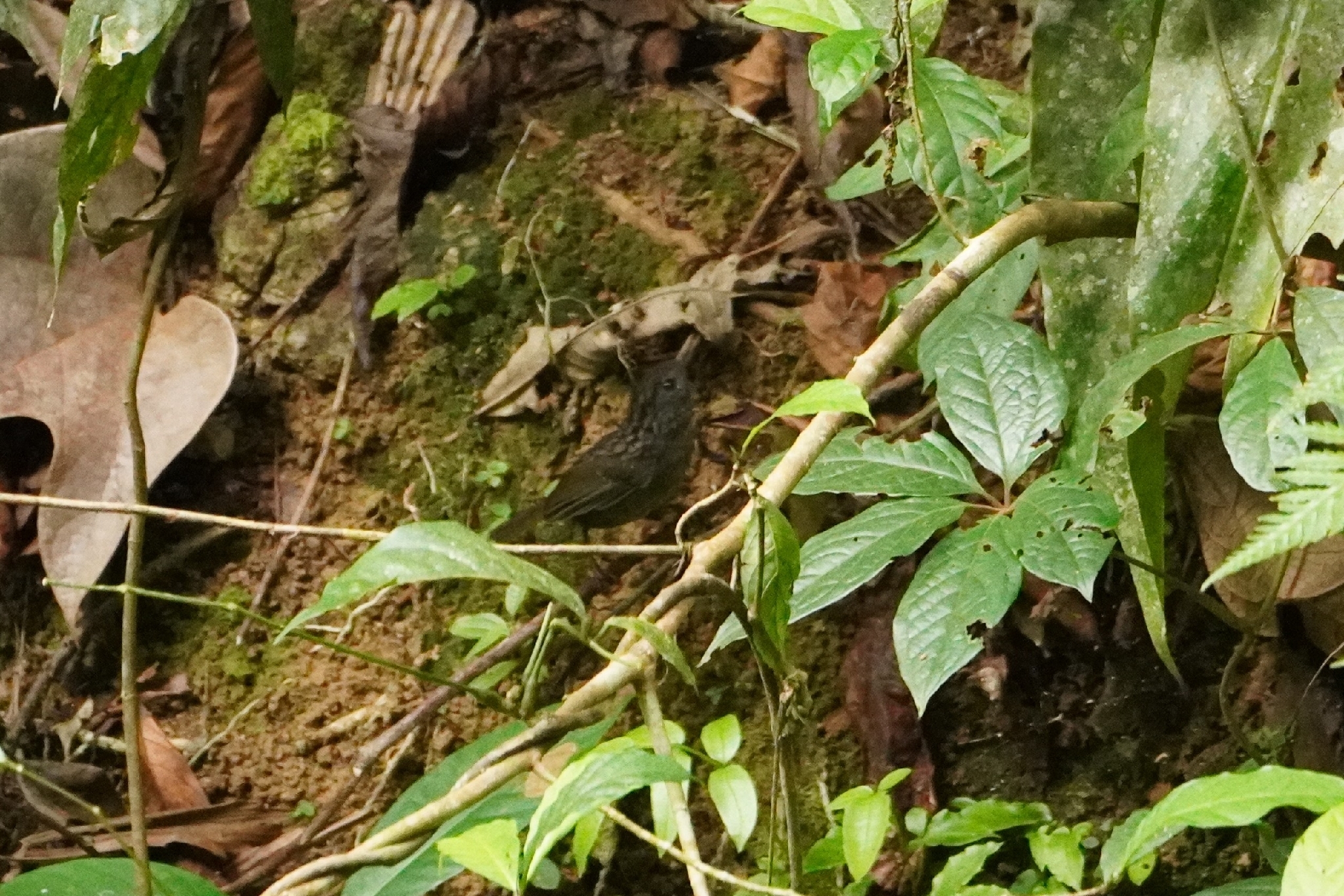 Streaked Wren-Babbler