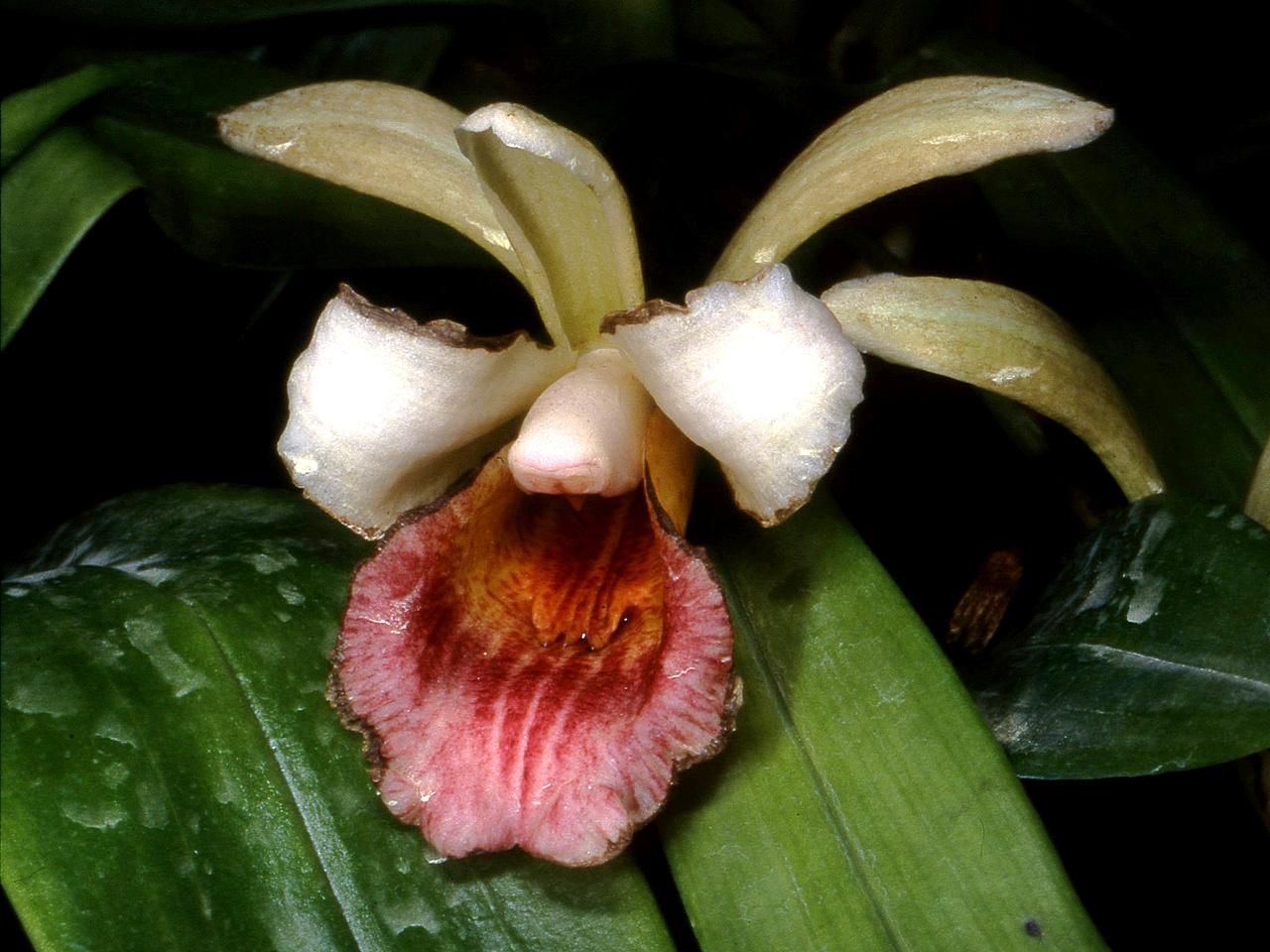 Chondrorhyncha