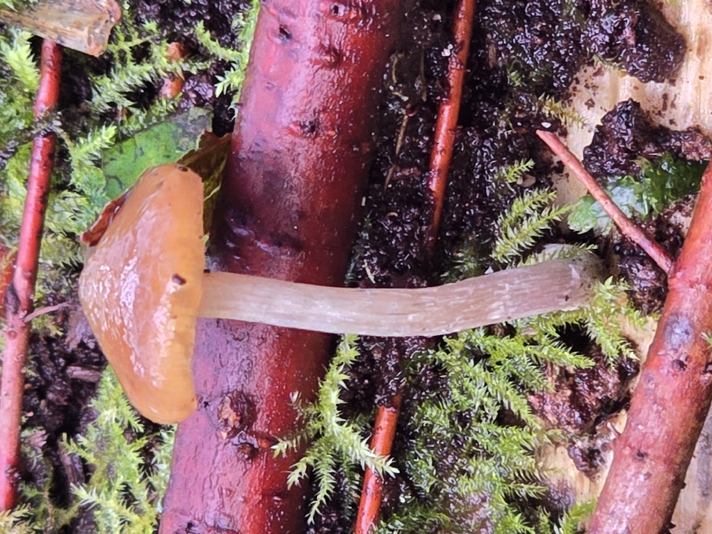 Psilocybe cyanescens · November 2025 · photo: © alan_rockefeller (iNaturalist, cc-by-sa)