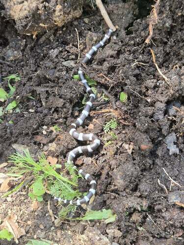 Eastern Bandy Bandy sighting