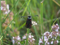 Zygaena lavandulae
