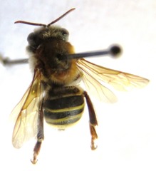 Melipona beecheii