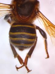Melipona beecheii