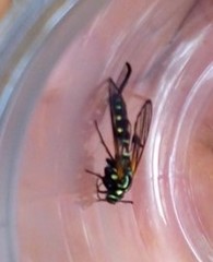 Sesiidae