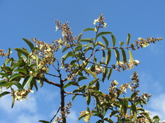 Qualea multiflora