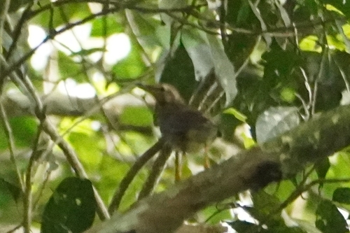 Siberian Thrush (Geokichla sibirica), photo 6