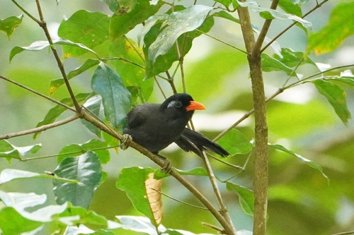 Black Laughingthrush (Melanocichla lugubris), photo 2