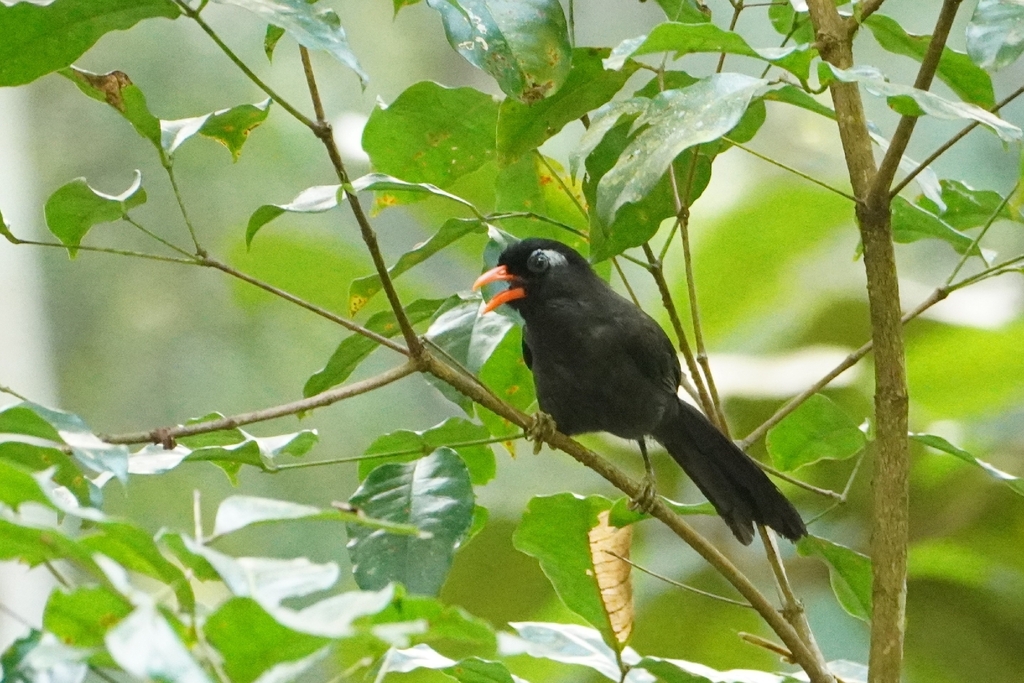 Black Laughingthrush