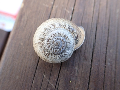 Eobania vermiculata