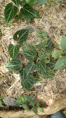 Primulaceae