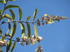 Qualea multiflora